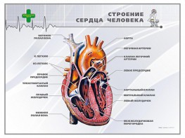Стенд "Строение сердца человека" - fgospostavki.ru - Белогорск