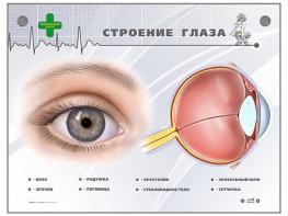 Интерактивный стенд "Строение глаза" - fgospostavki.ru - Белогорск