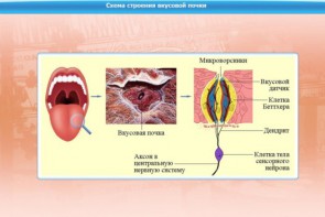 Интерактивные курсы. Биология 10 класс. Базовый. - fgospostavki.ru - Белогорск