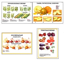 Плакаты ПРОФТЕХ "Ассортимент овощных культур" (12 пл, винил, 70х100) - fgospostavki.ru - Белогорск
