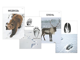 Комплект дидактических карточек "Следы на снегу" - fgospostavki.ru - Белогорск