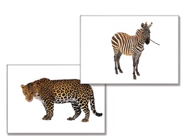 Дидактическое пособие "Дикие животные" - fgospostavki.ru - Белогорск