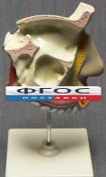 Модель "Разрез носоглотки" - fgospostavki.ru - Белогорск