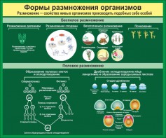Стенд "Формы размножения организмов" - fgospostavki.ru - Белогорск