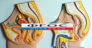 Модель барельефная "Таз мужской и таз женский" - fgospostavki.ru - Белогорск