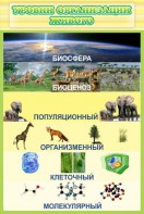 Стенд "Уровни организации живого" - fgospostavki.ru - Белогорск