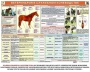 Комплект плакатов "Служебное коневодство" - fgospostavki.ru - Белогорск