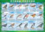 Комплект таблиц "Птицы России (4 листа)" (100х140 сантиметров, винил) - fgospostavki.ru - Белогорск