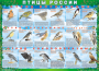 Комплект таблиц "Птицы России (4 листа)" (100х140 сантиметров, винил) - fgospostavki.ru - Белогорск
