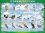 Комплект таблиц "Птицы России (4 листа)" (100х140 сантиметров, винил) - fgospostavki.ru - Белогорск