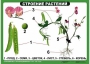 Комплект таблиц "Ознакомление с окружающим миром 1-4 класс" - fgospostavki.ru - Белогорск